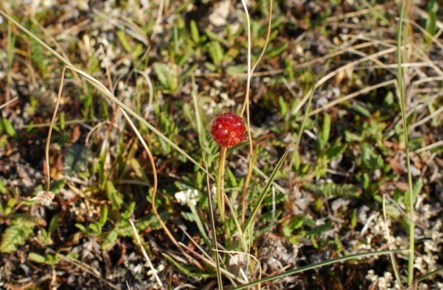 Image 4 Samoylov island is not only famous for the research. There grows also lollipops. Picture: Leena-Kaisa Viitanen, AWI.