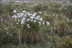 (Photo: Jaroš Obu) A distinctive hummock with cotton grass